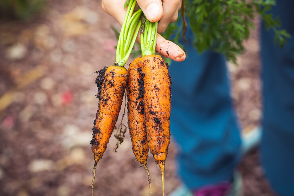 person-holding-freshly-picked-carrots